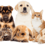 Pet Supplies